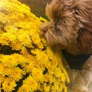 Meet your Posher, Rhonda